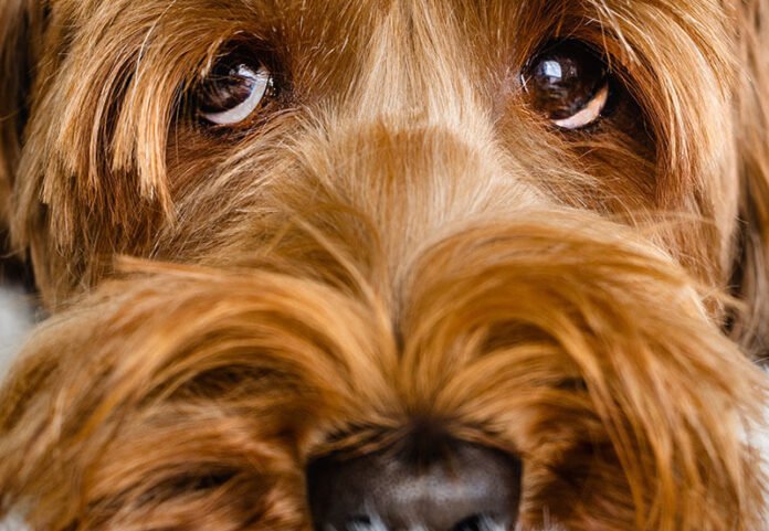 Een plaats in huis voor je hond? Kies voor een praktische hondenbench!